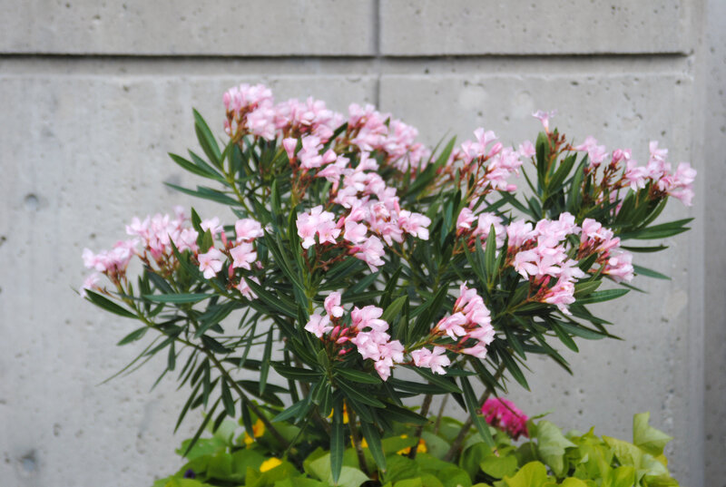 Pink Oleander Flowers — Calm, Spring