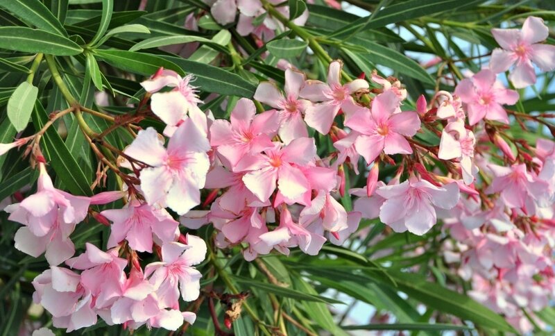 Pink Oleander Flowers — Calm, Summer, Photograph
