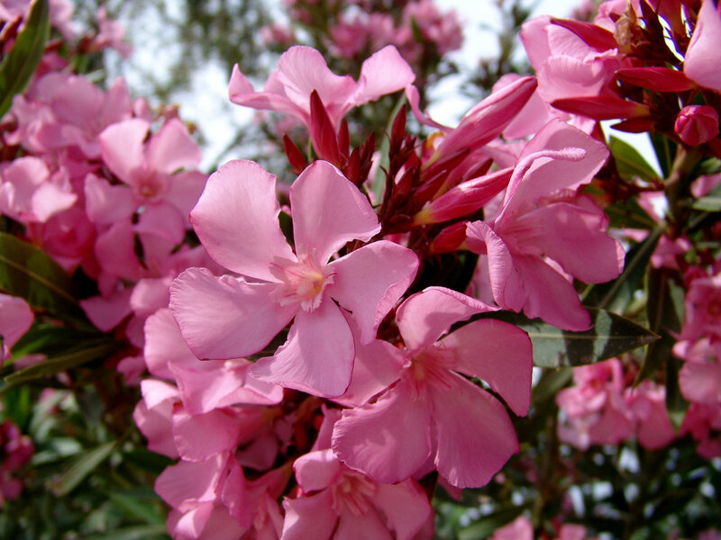 Pink Oleander Flowers — Calm, Summer