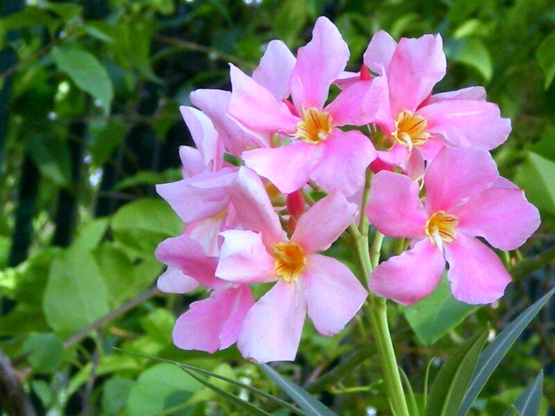 Pink Oleander Flowers — Calm