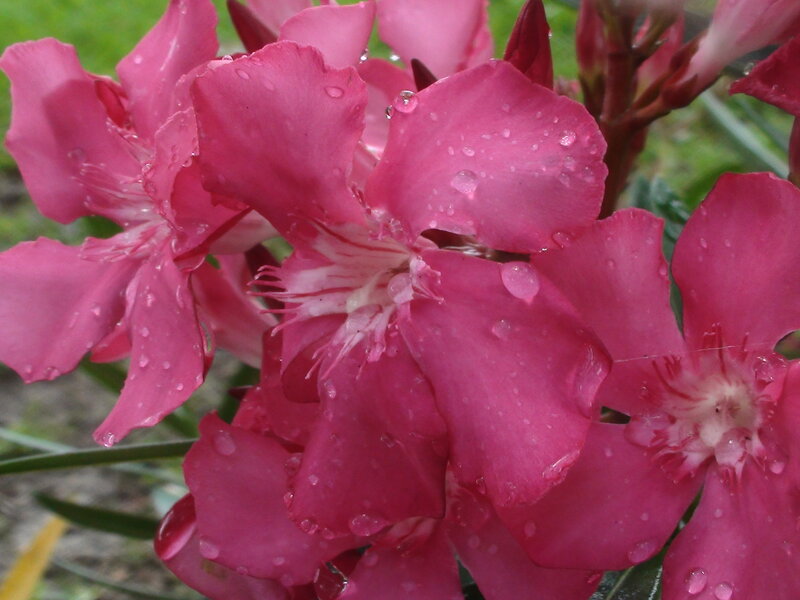 Pink Oleander Flowers — Damp