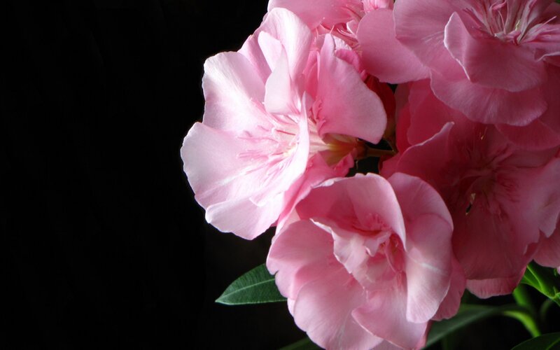 Pink Oleander Flowers — Dramatic