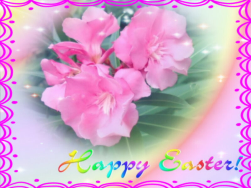 Pink Oleander Flowers — Festive