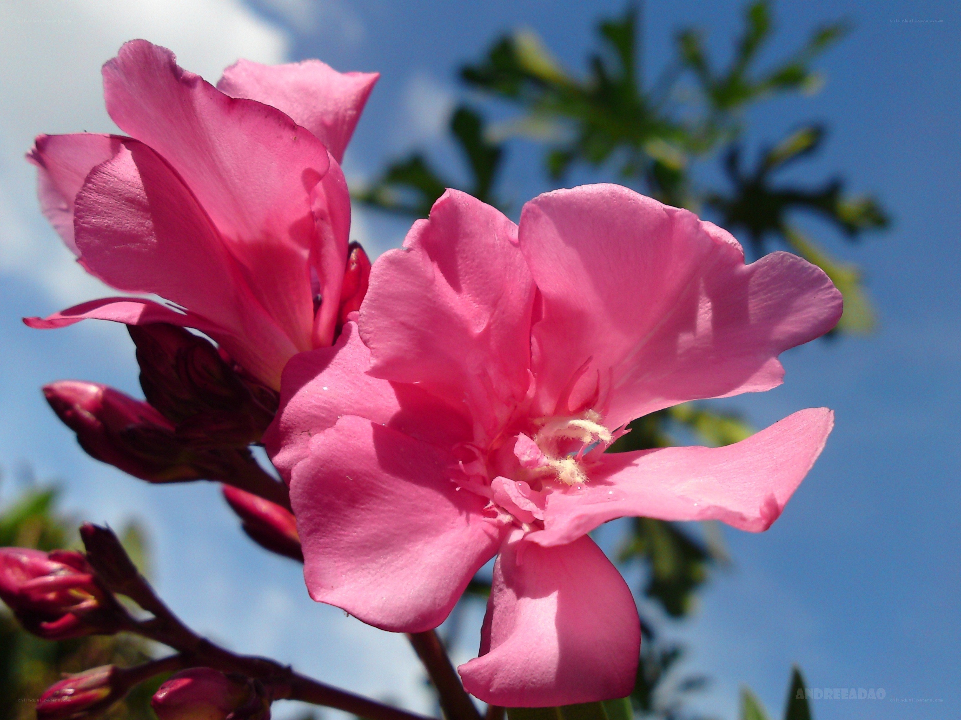Pink oleander flowers in bloom