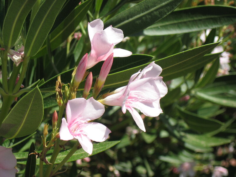 Pink oleander flowers in bloom