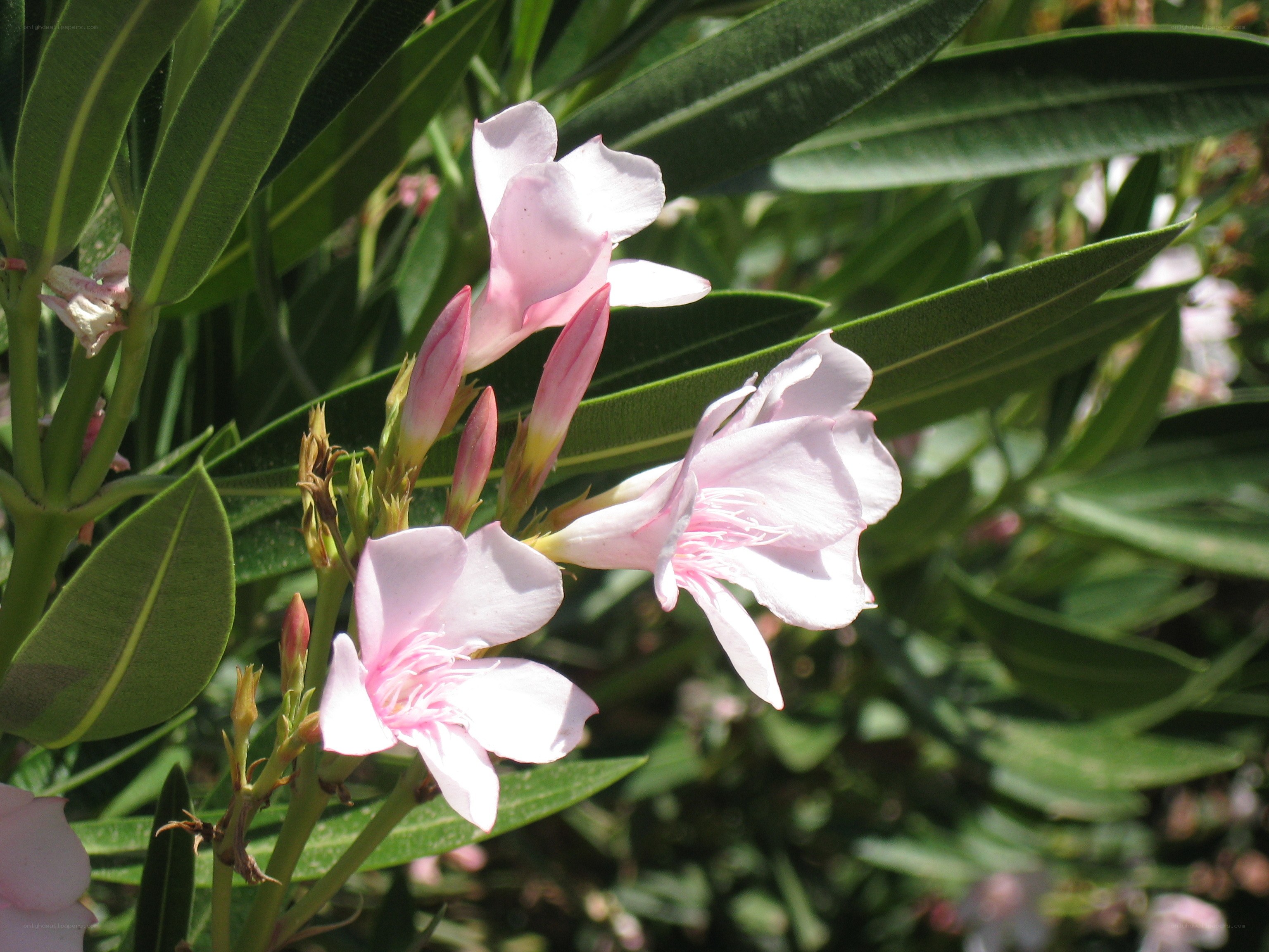 Pink oleander flowers in bloom