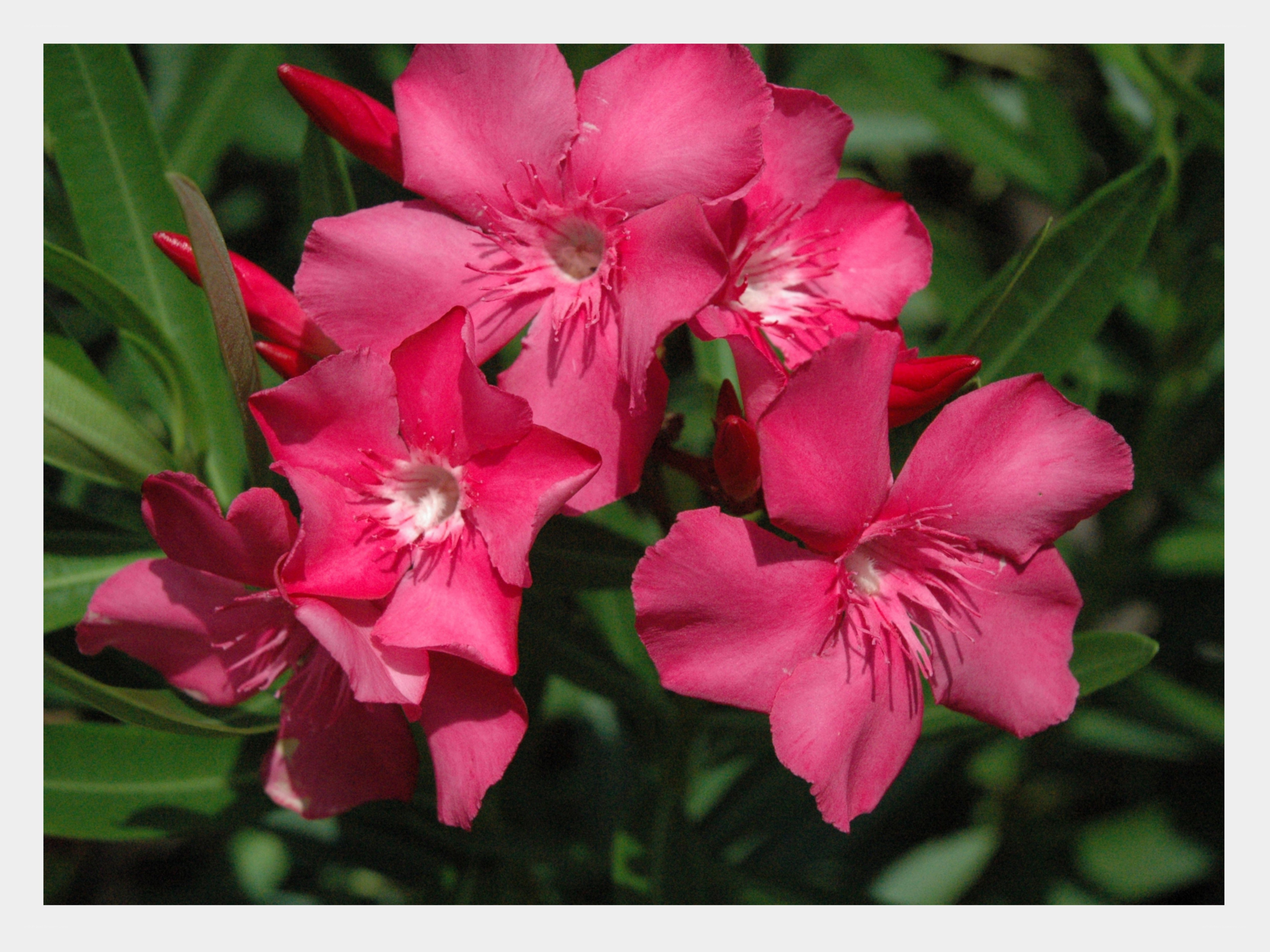 Pink oleander flowers in bloom
