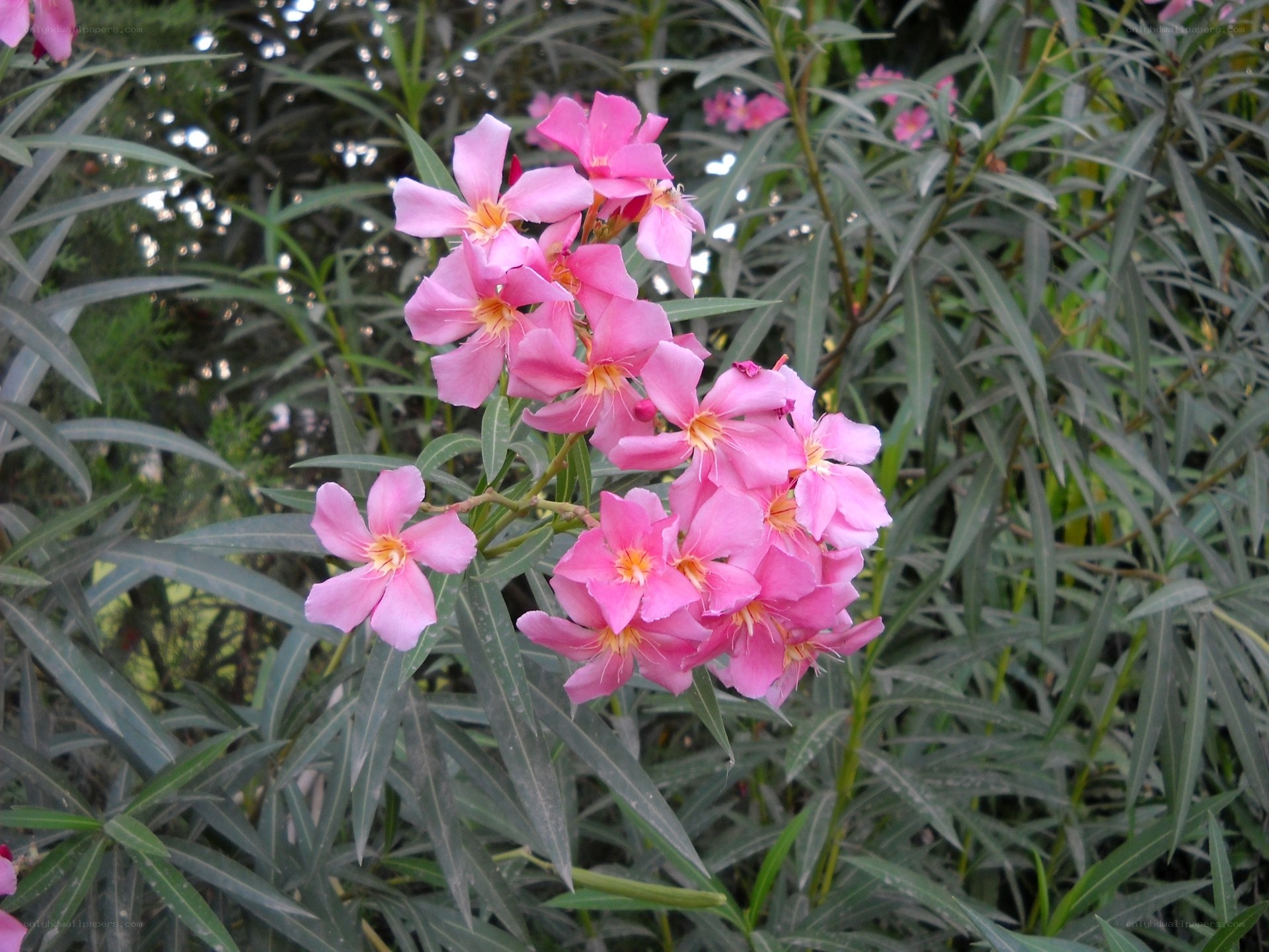 Pink oleander flowers in bloom