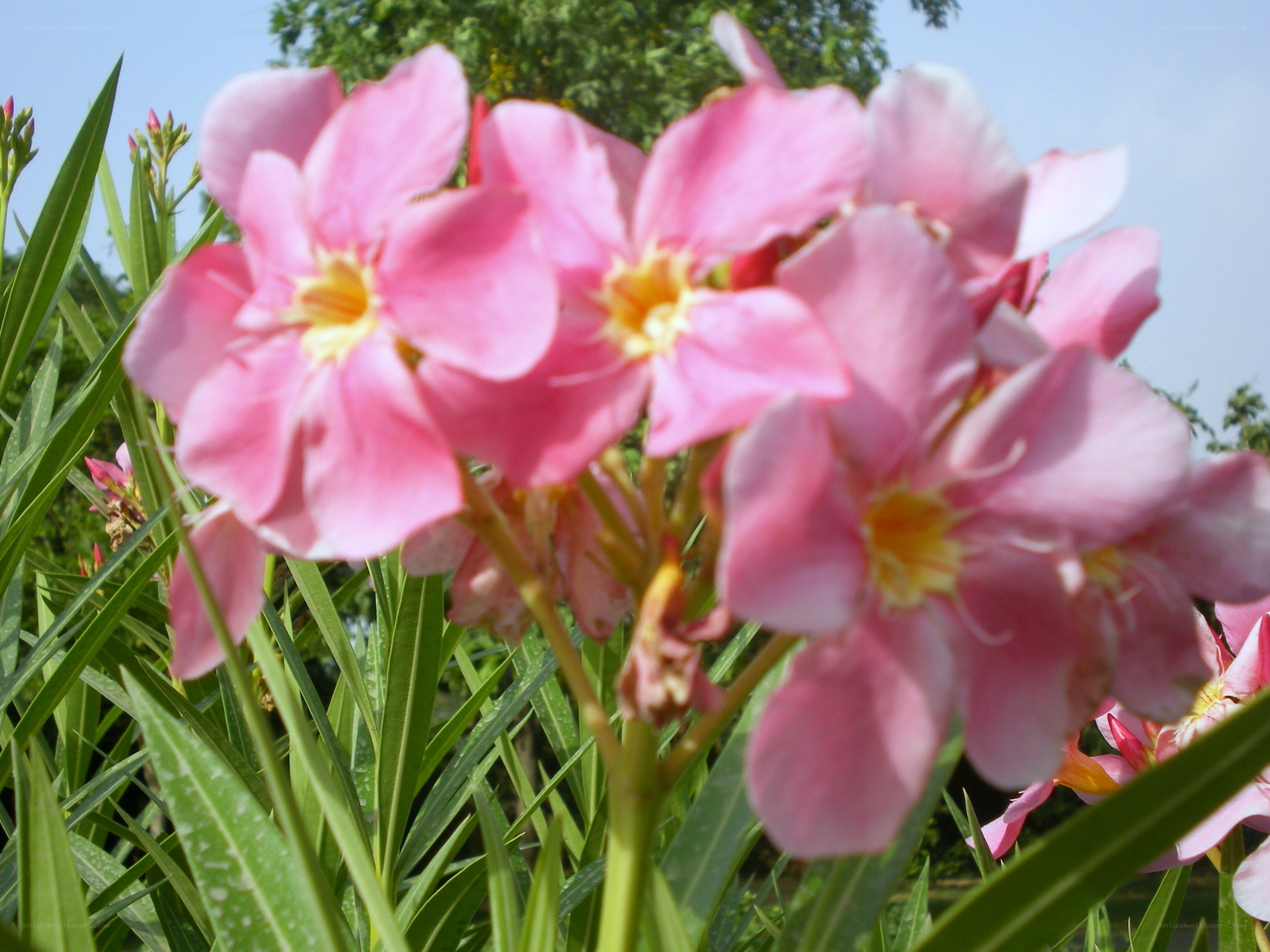 Pink oleander flowers in bloom