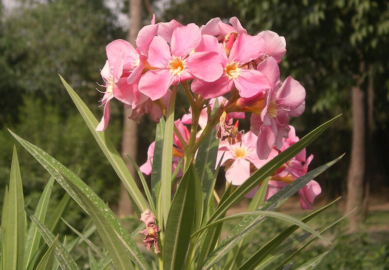 Pink oleander flowers in bloom