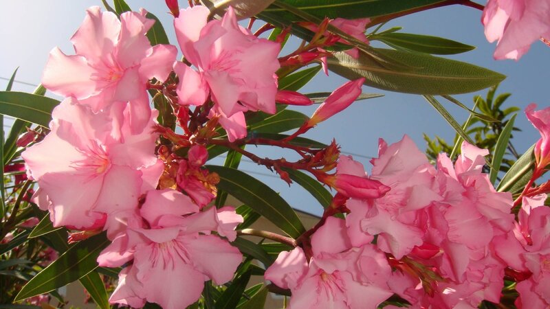 Pink oleander flowers in bloom