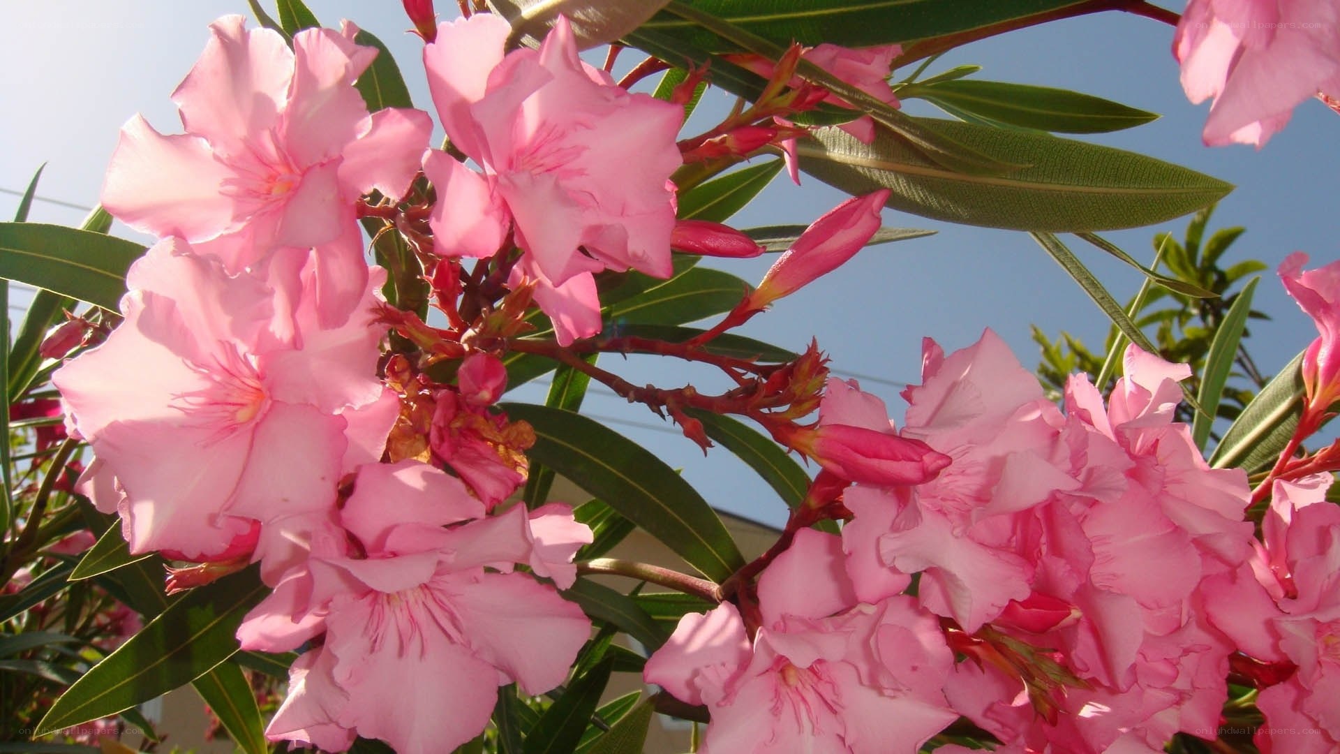 Pink oleander flowers in bloom