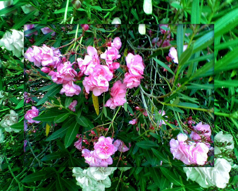 Pink Oleander Flowers — Natural