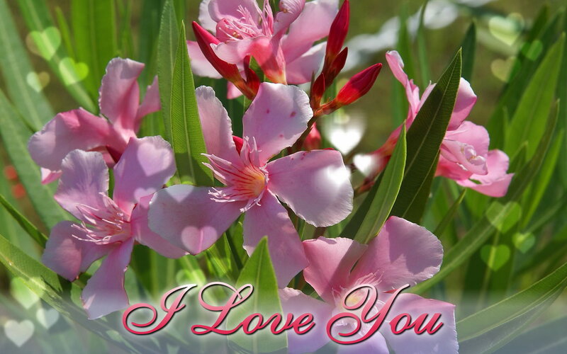 Pink Oleander Flowers — Romantic