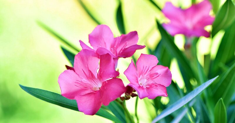 Pink Oleander Flowers — Serene, Afternoon, Photograph, Green Leaves