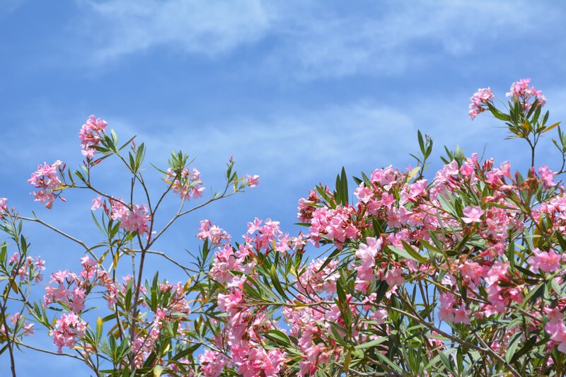 Pink Oleander Flowers — Serene, Afternoon, Photograph, Leaves