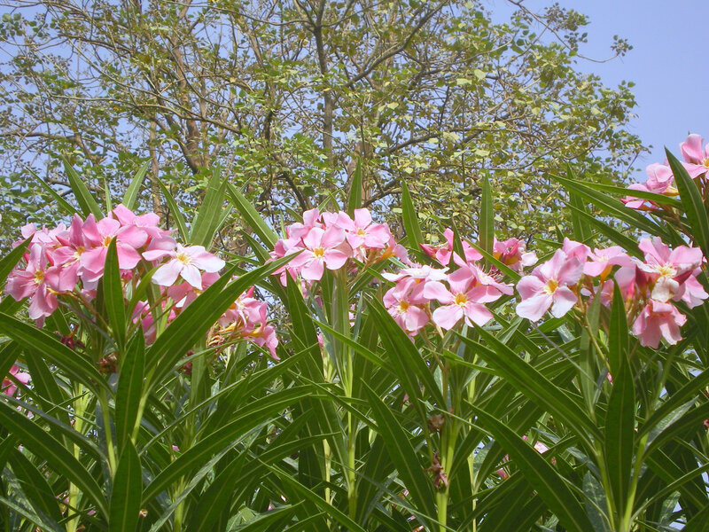 Pink Oleander Flowers — Serene, Afternoon, Photograph, Leaves, Trees