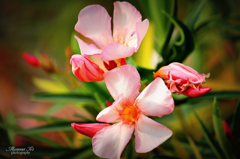 Pink Oleander Flowers — Serene, Afternoon, Photograph