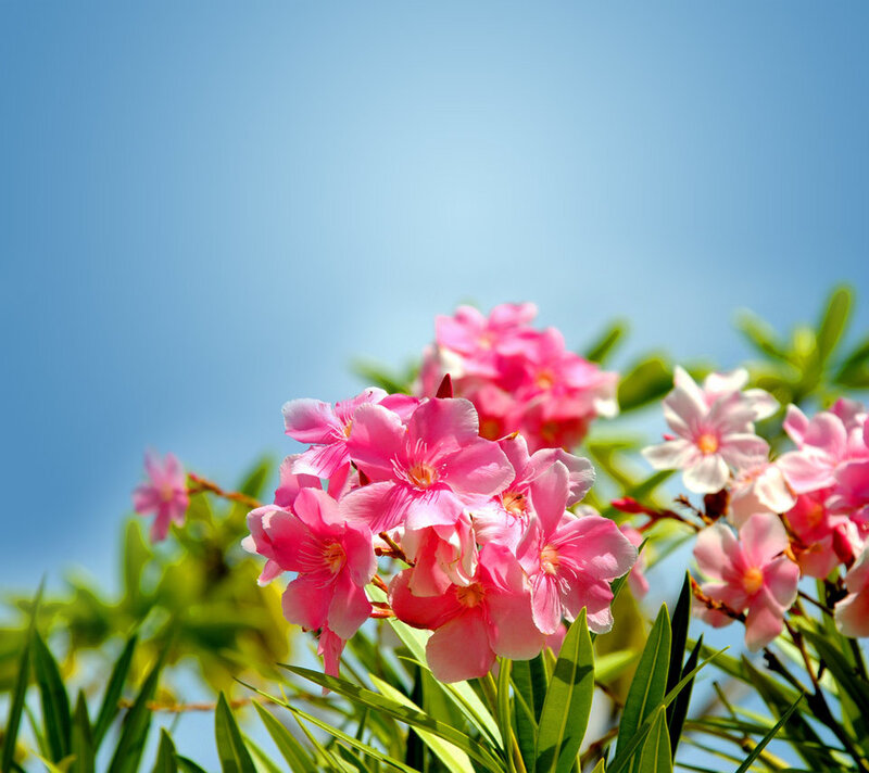 Pink Oleander Flowers — Serene, Afternoon