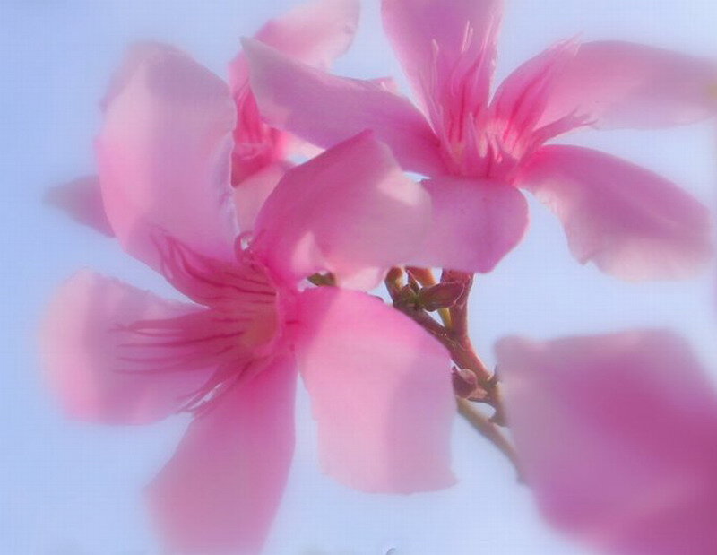 Pink Oleander Flowers — Serene, Photograph