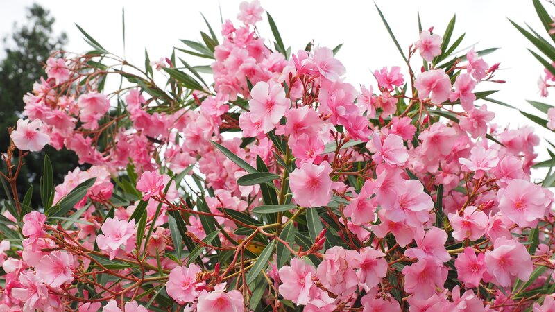 Pink Oleander Flowers — Serene, Spring