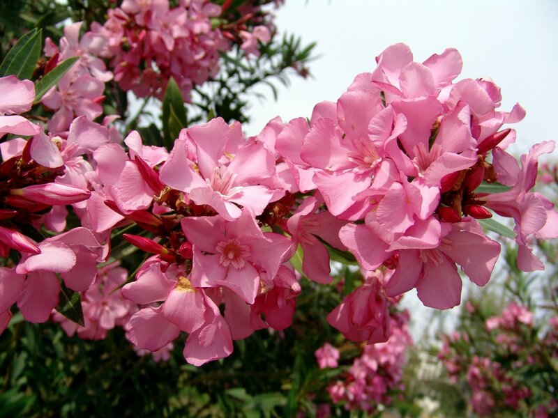 Pink Oleander Flowers — Serene, Summer