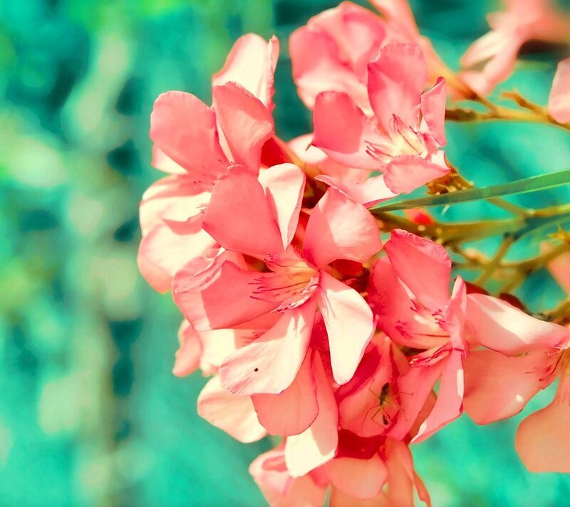 Pink Oleander Flowers — Serene