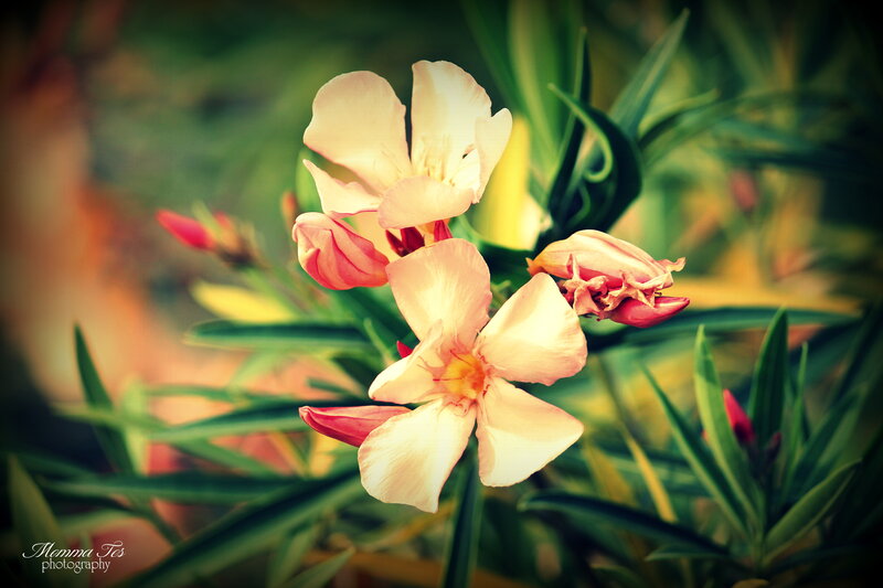 Pink Oleander Flowers — White