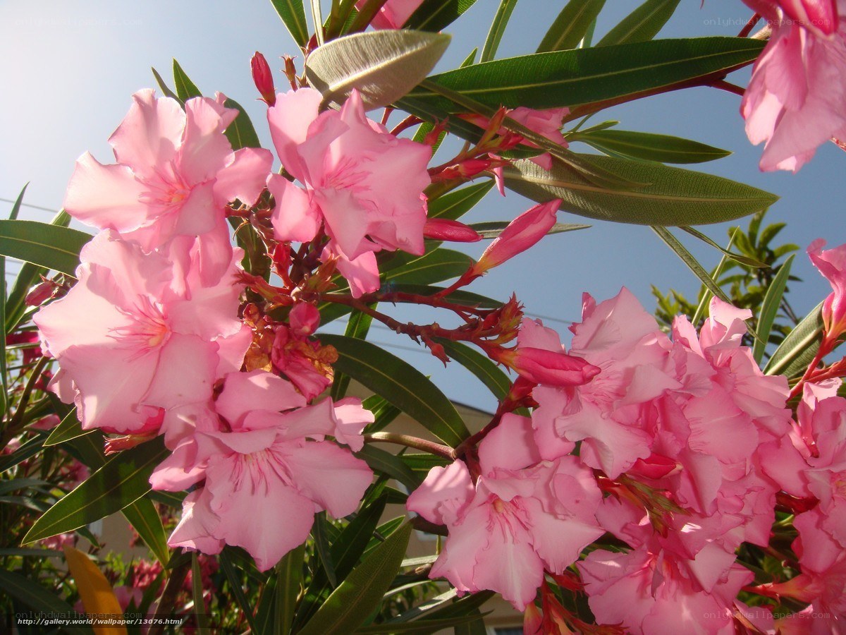 Pink Oleander Flowers