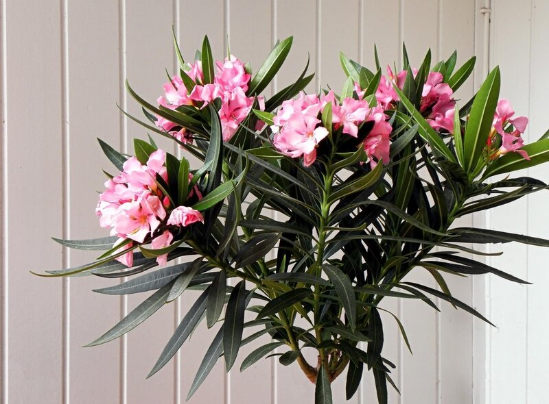 Pink Oleander Plant