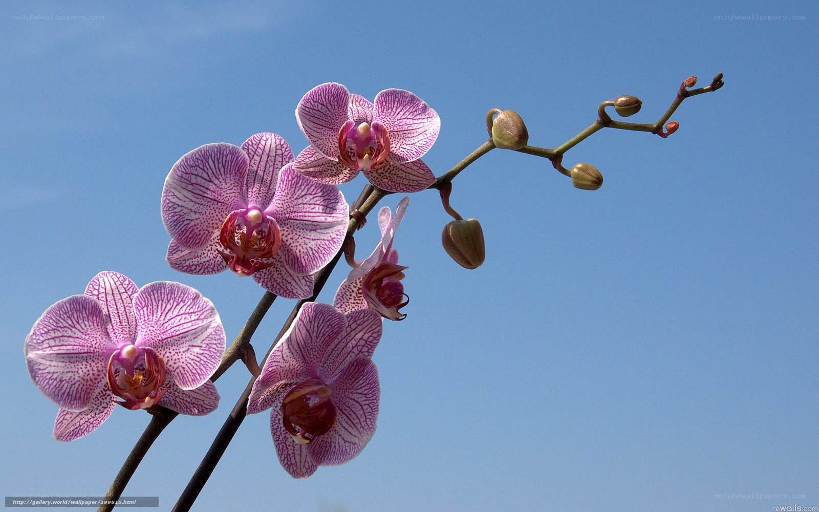 Pink orchid against blue sky