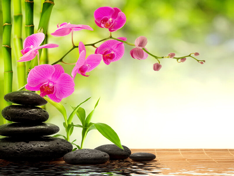 Pink Orchid and Bamboo