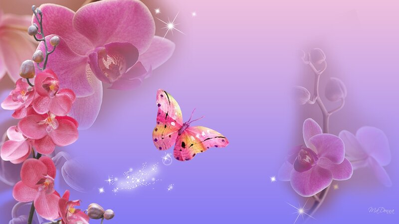 Pink Orchid and Butterfly
