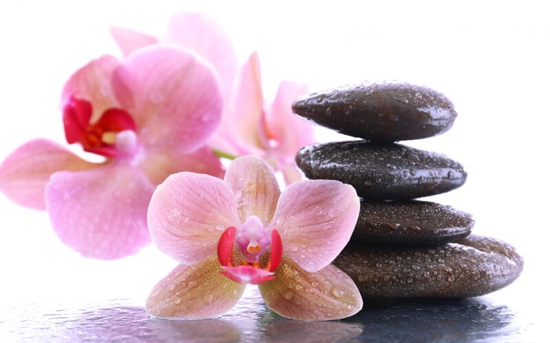 Pink Orchid and Stones — Serene