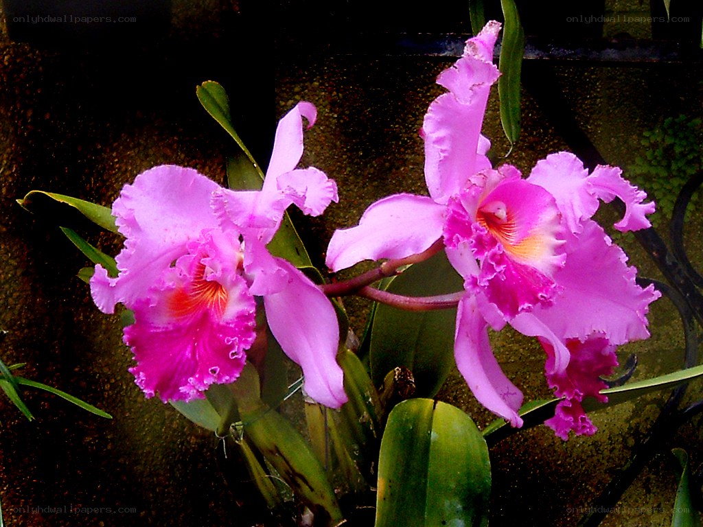 Pink orchid blooms