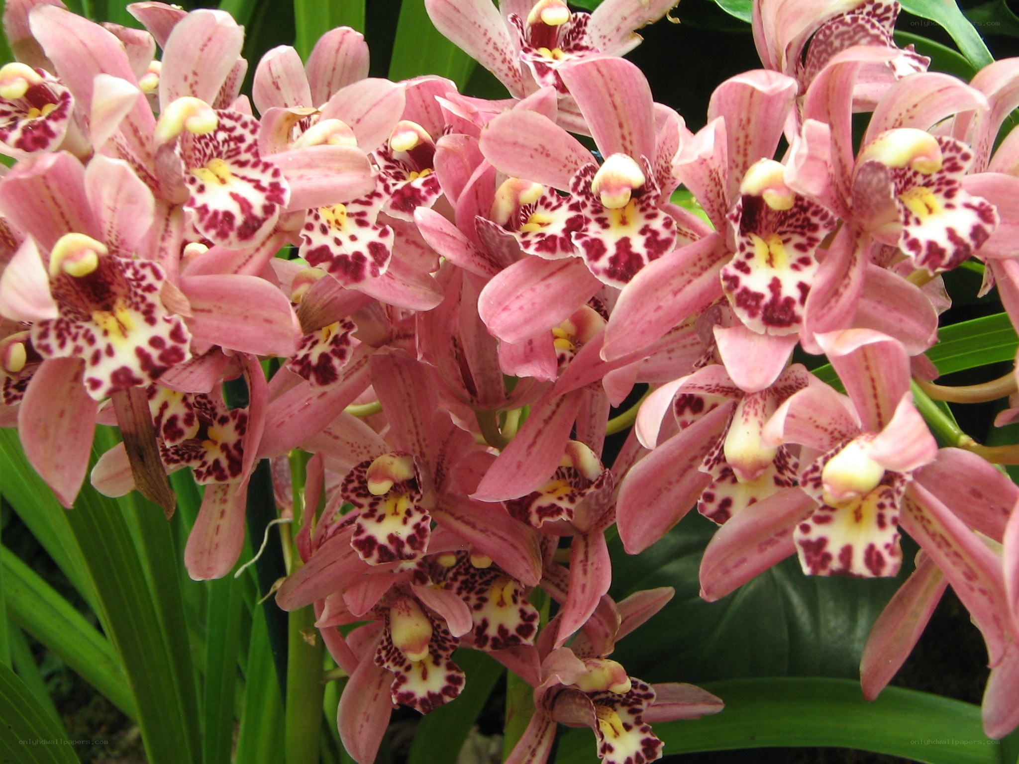 pink orchid blooms