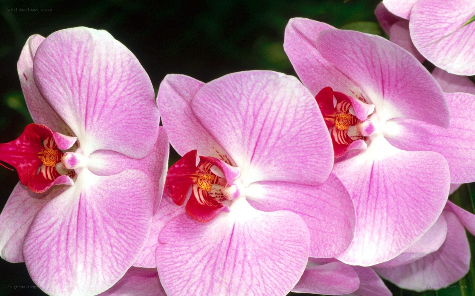 Pink orchid blooms