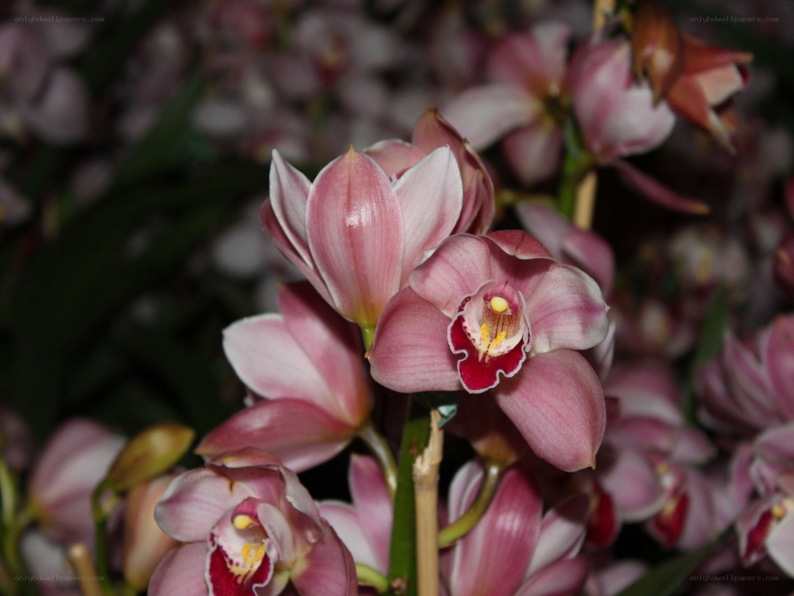 Pink orchid blooms