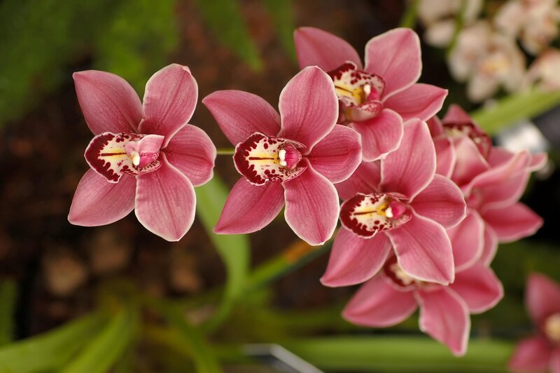 Pink orchid blooms
