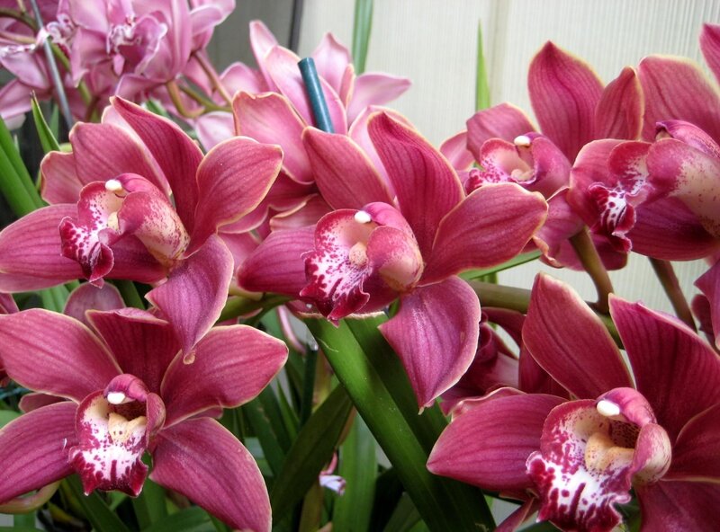 Pink orchid blooms