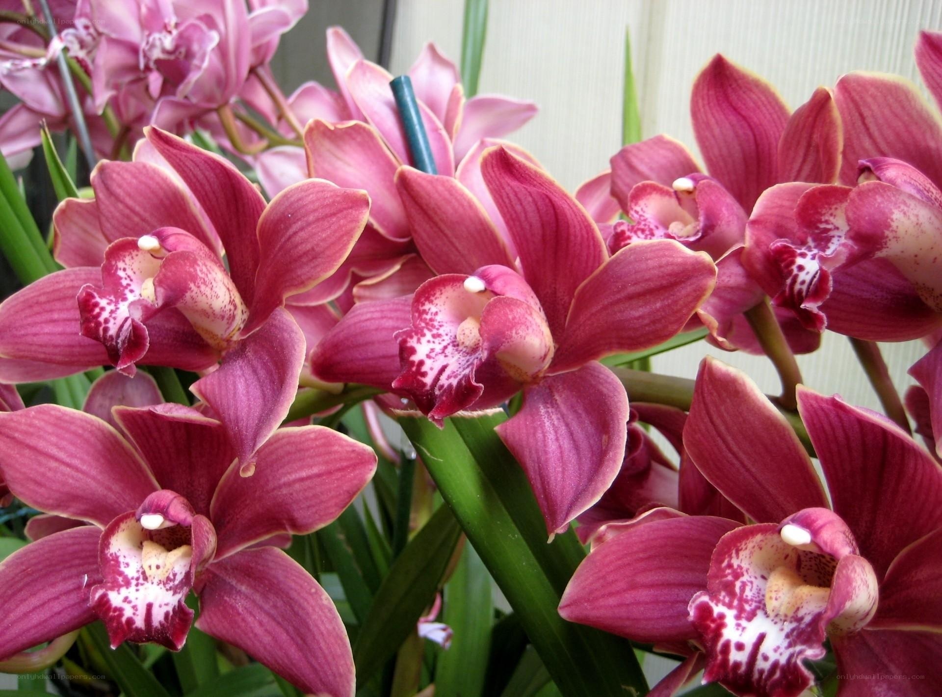 Pink orchid blooms
