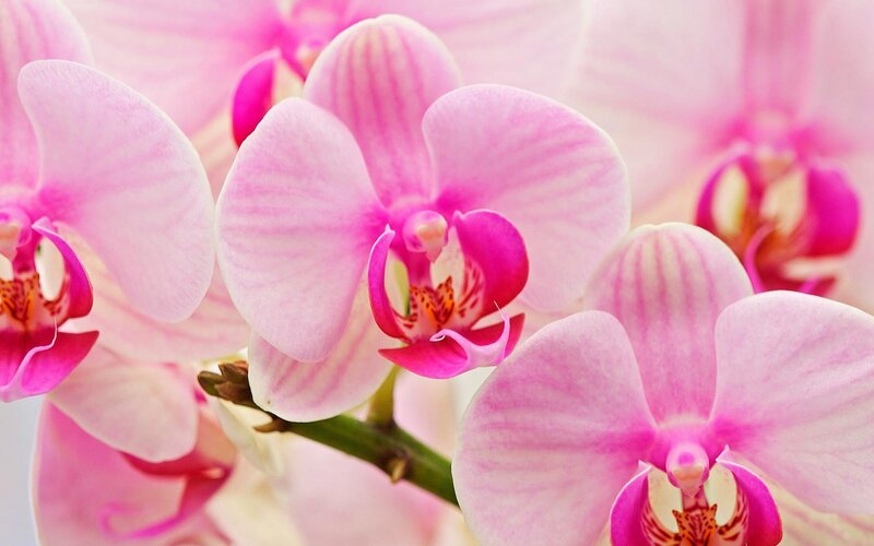 Pink orchid blooms