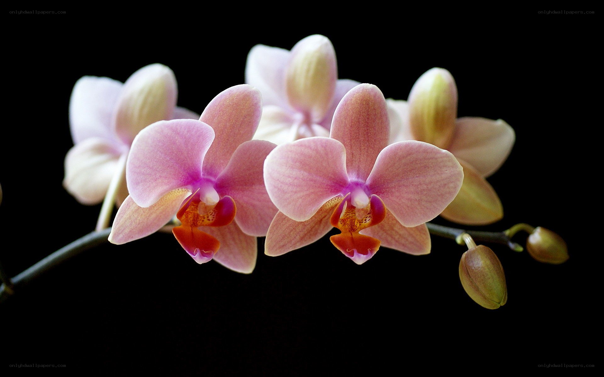 Pink orchid blooms