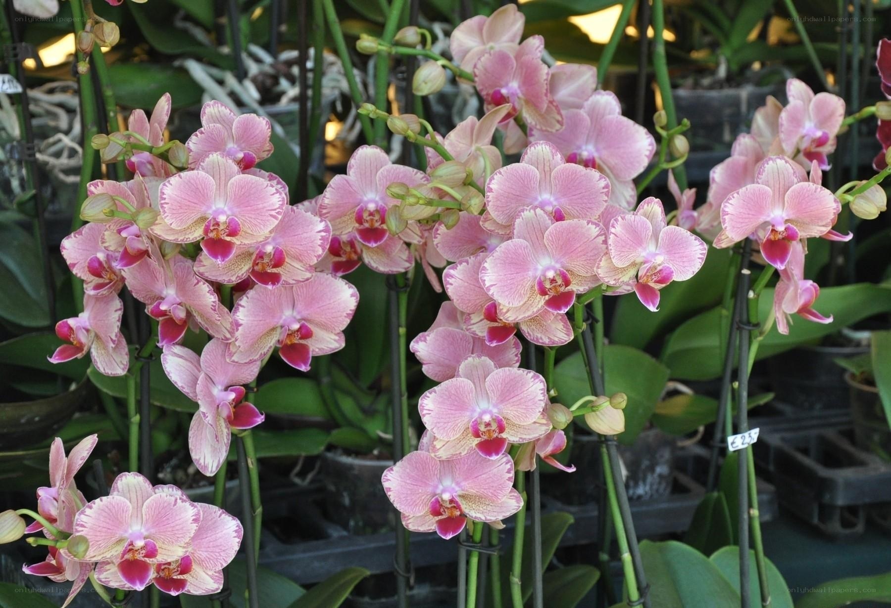 Pink orchid blooms in a nursery