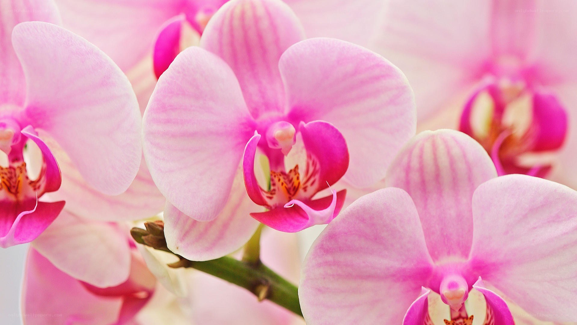 Pink orchid blooms in close-up
