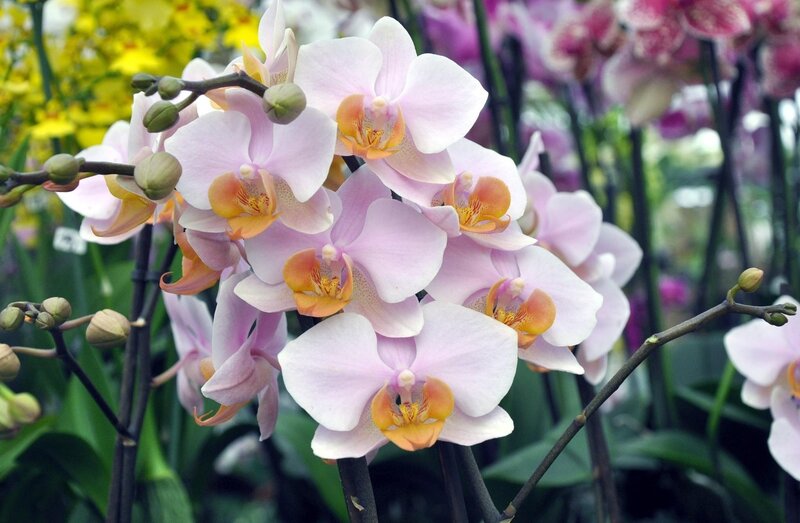 Pink orchid blooms in garden