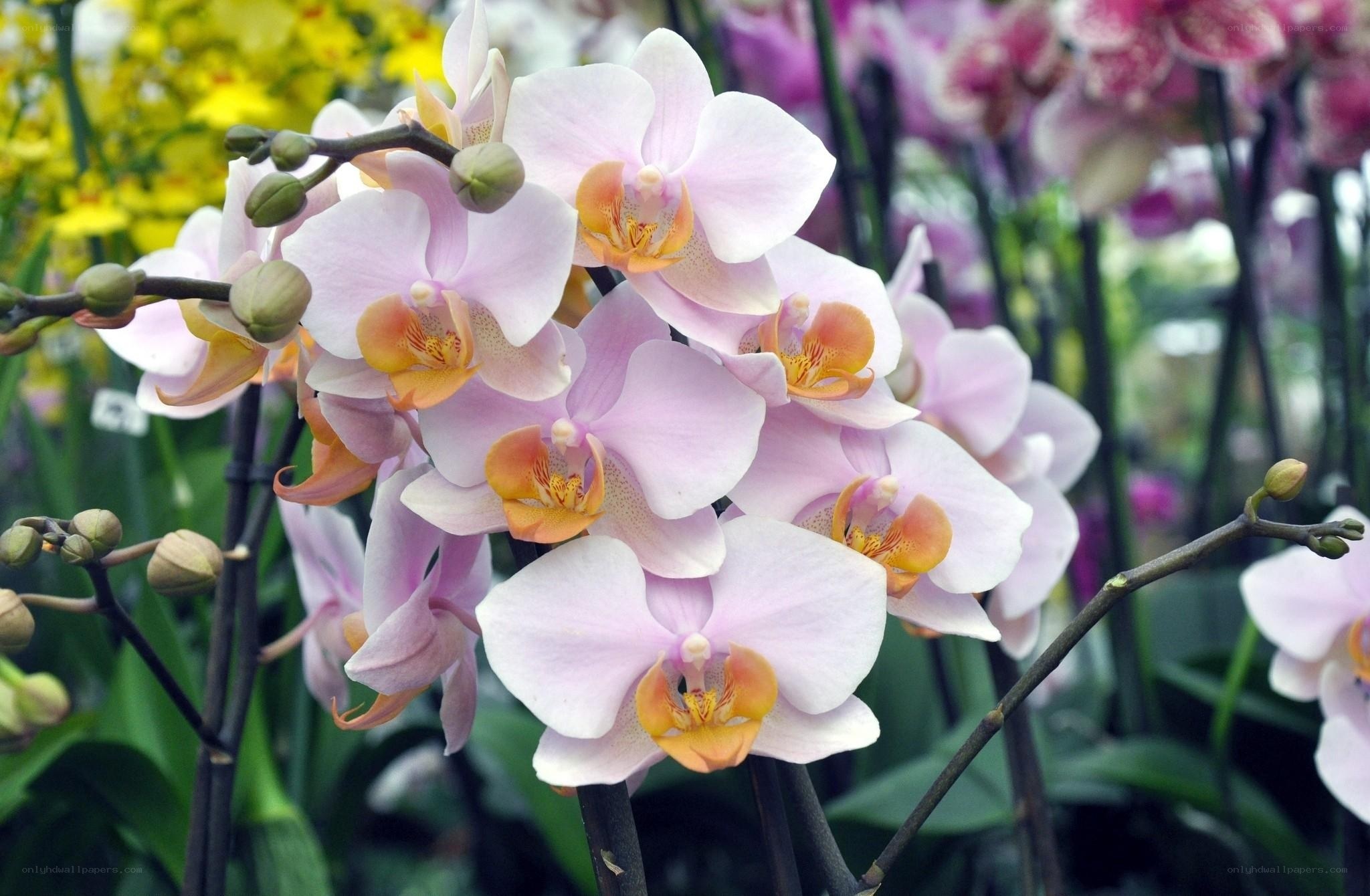 Pink orchid blooms in garden