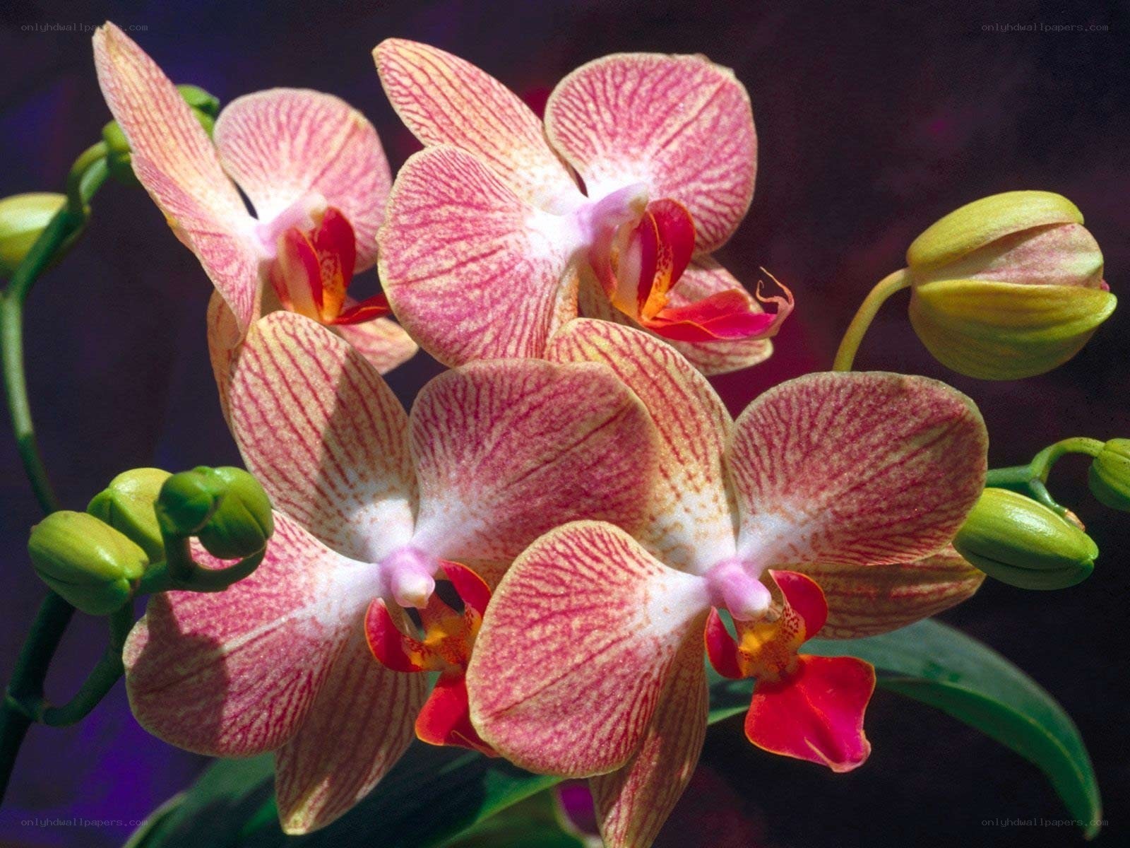 Pink orchid blooms