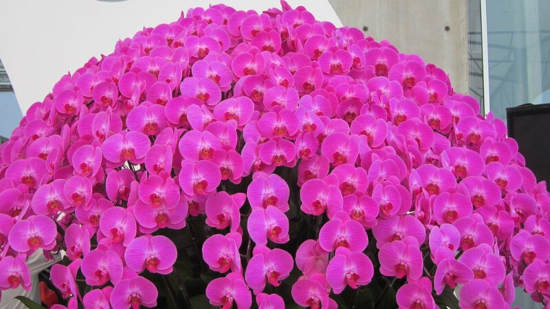 Pink Orchid Bouquet — Vibrant