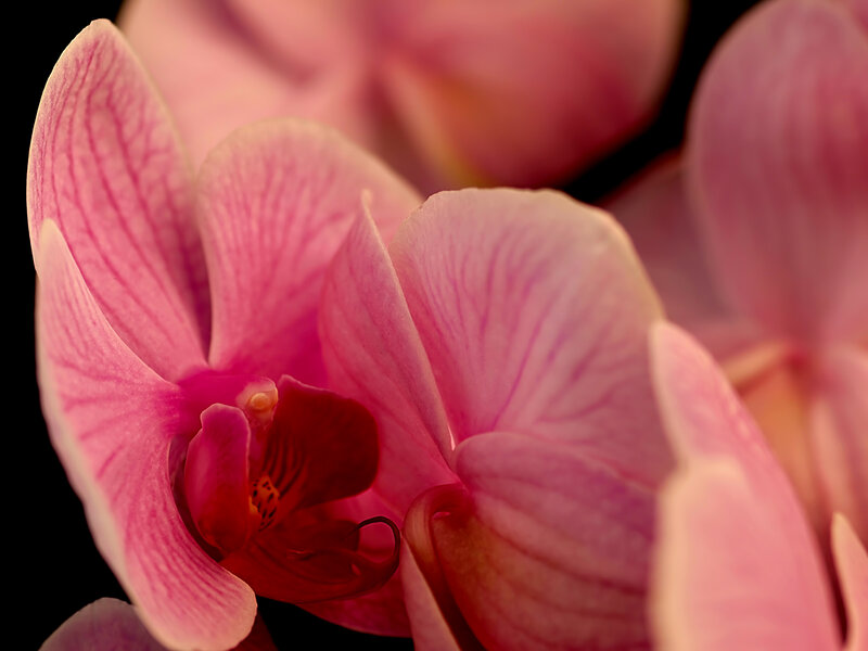 Pink orchid close-up
